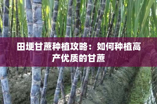 田埂甘蔗种植攻略:如何种植高产优质的甘蔗 田埂甘蔗种植攻略:如何种植高产优质的甘蔗