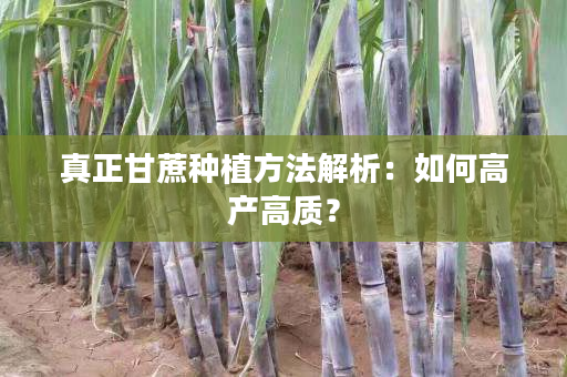 真正甘蔗种植方法解析:如何高产高质? 真正甘蔗种植方法解析:如何高产高质?