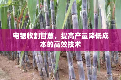 电锯收割甘蔗,提高产量降低成本的高效技术 电锯收割甘蔗,提高产量降低成本的高效技术