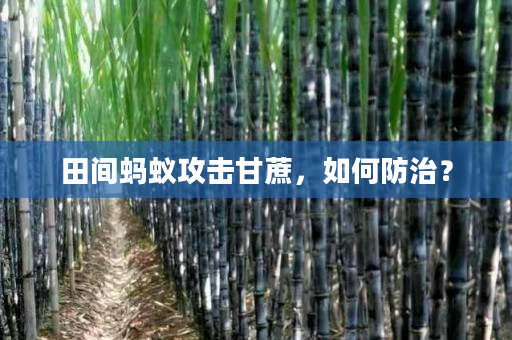 田间蚂蚁攻击甘蔗,如何防治? 田间蚂蚁攻击甘蔗,如何防治?