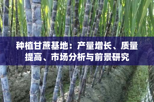 种植甘蔗基地：产量增长、质量提高、市场分析与前景研究