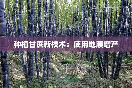 种植甘蔗新技术:使用地膜增产 种植甘蔗新技术:使用地膜增产