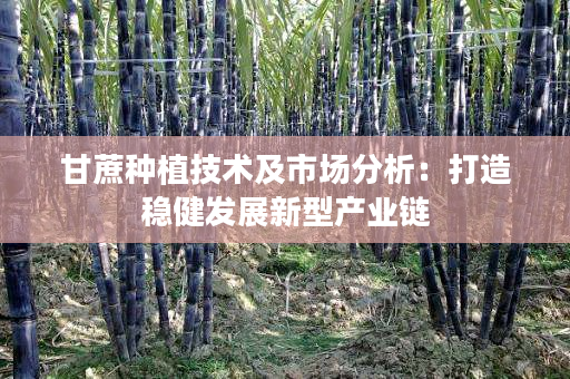 甘蔗种植技术及市场分析:打造稳健发展新型产业链 甘蔗种植技术及市场分析:打造稳健发展新型产业链