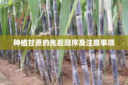 种植甘蔗的先后顺序及注意事项