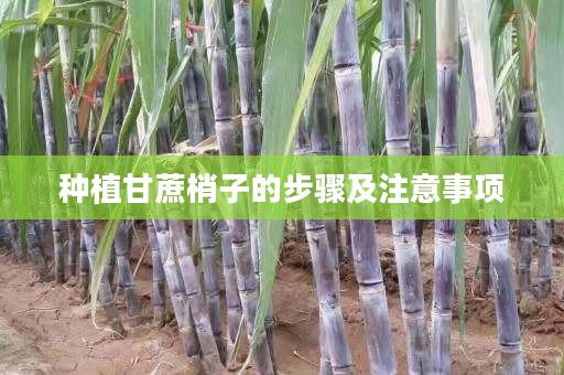 种植甘蔗梢子的步骤及注意事项 种植甘蔗梢子的步骤及注意事项