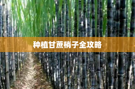种植甘蔗梢子全攻略 种植甘蔗梢子全攻略