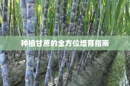 种植甘蔗的全方位培育指南 种植甘蔗的全方位培育指南
