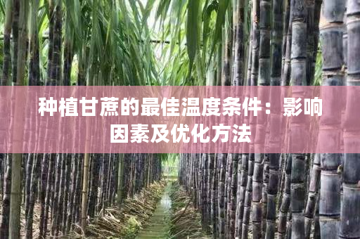 种植甘蔗的最佳温度条件：影响因素及优化方法