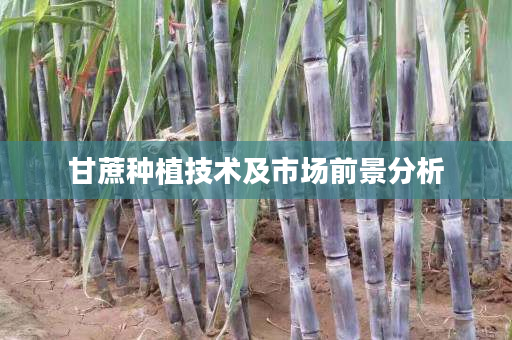 甘蔗种植技术及市场前景分析 甘蔗种植技术及市场前景分析