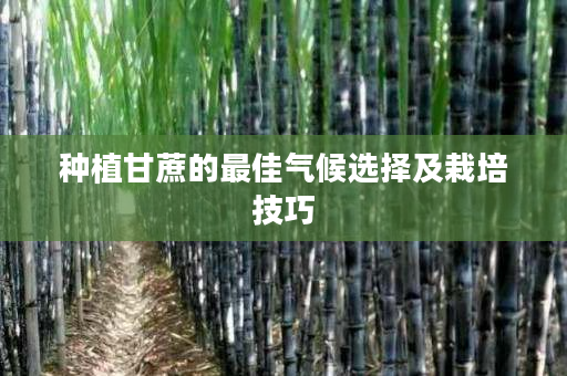 种植甘蔗的最佳气候选择及栽培技巧 种植甘蔗的最佳气候选择及栽培技巧