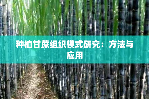 种植甘蔗组织模式研究:方法与应用 种植甘蔗组织模式研究:方法与应用