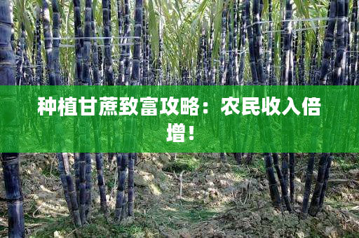 种植甘蔗致富攻略:农民收入倍增! 种植甘蔗致富攻略:农民收入倍增!