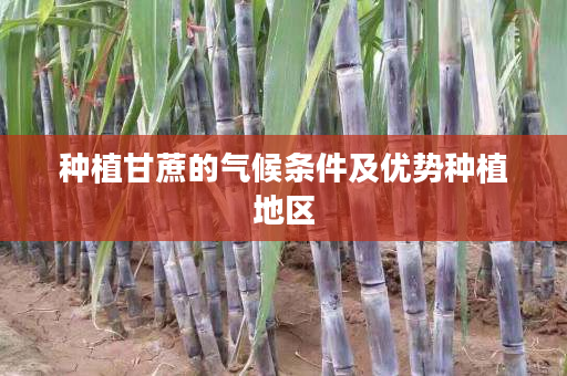 种植甘蔗的气候条件及优势种植地区