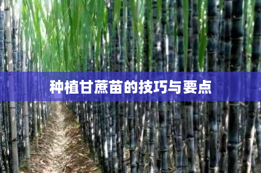 种植甘蔗苗的技巧与要点