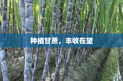 种植甘蔗,丰收在望 种植甘蔗,丰收在望
