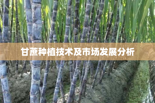 甘蔗种植技术及市场发展分析 甘蔗种植技术及市场发展分析