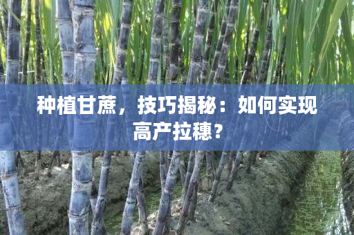 种植甘蔗,技巧揭秘:如何实现高产拉穗? 种植甘蔗,技巧揭秘:如何实现高产拉穗?