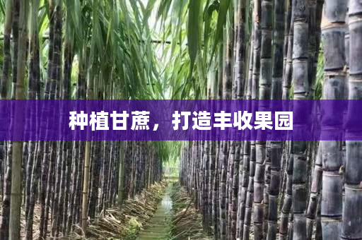 种植甘蔗,打造丰收果园 种植甘蔗,打造丰收果园