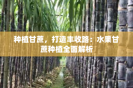 种植甘蔗，打造丰收路：水果甘蔗种植全面解析