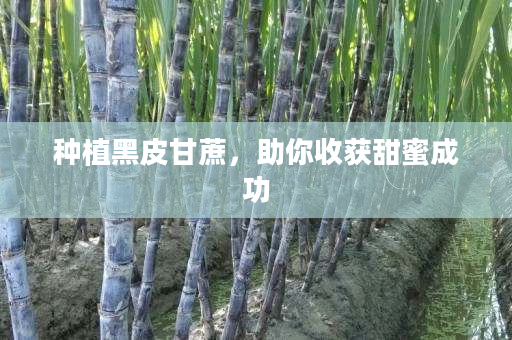 种植黑皮甘蔗,助你收获甜蜜成功 种植黑皮甘蔗,助你收获甜蜜成功