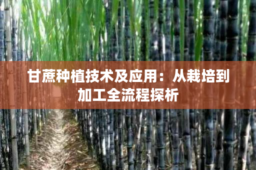 甘蔗种植技术及应用:从栽培到加工全流程探析 甘蔗种植技术及应用:从栽培到加工全流程探析
