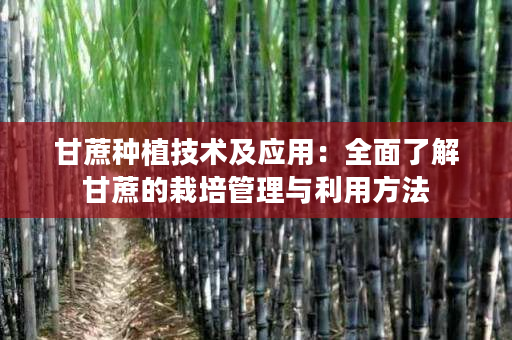 甘蔗种植技术及应用：全面了解甘蔗的栽培管理与利用方法