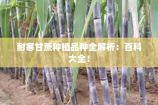耐寒甘蔗种植品种全解析:百科大全! 耐寒甘蔗种植品种全解析:百科大全!