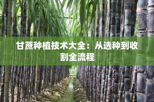 甘蔗种植技术大全:从选种到收割全流程 甘蔗种植技术大全:从选种到收割全流程