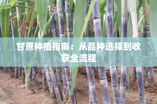 甘蔗种植指南:从品种选择到收获全流程 甘蔗种植指南:从品种选择到收获全流程