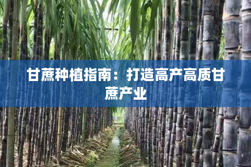 甘蔗种植指南:打造高产高质甘蔗产业 甘蔗种植指南:打造高产高质甘蔗产业