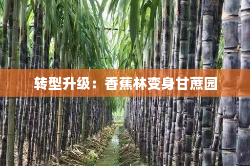 转型升级:香蕉林变身甘蔗园 转型升级:香蕉林变身甘蔗园