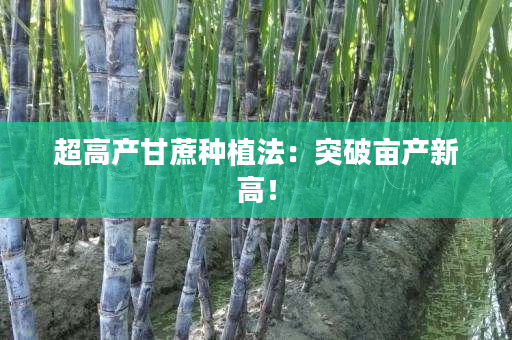 超高产甘蔗种植法:突破亩产新高! 超高产甘蔗种植法:突破亩产新高!
