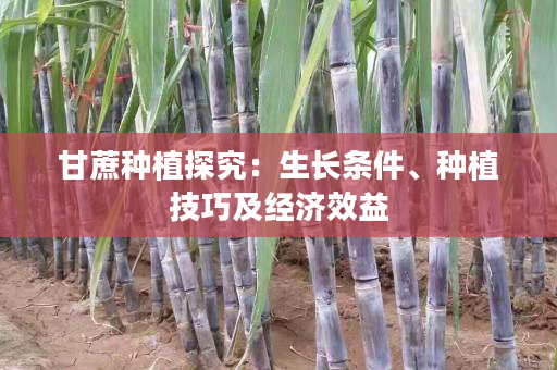甘蔗种植探究:生长条件、种植技巧及经济效益 甘蔗种植探究:生长条件、种植技巧及经济效益