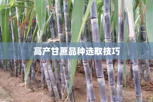 高产甘蔗品种选取技巧 高产甘蔗品种选取技巧