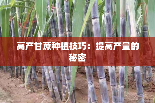 高产甘蔗种植技巧:提高产量的秘密 高产甘蔗种植技巧:提高产量的秘密