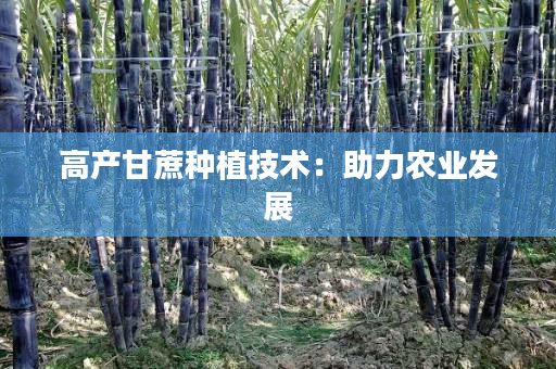 高产甘蔗种植技术:助力农业发展 高产甘蔗种植技术:助力农业发展