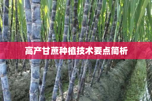 高产甘蔗种植技术要点简析 高产甘蔗种植技术要点简析