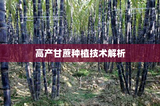 高产甘蔗种植技术解析 高产甘蔗种植技术解析