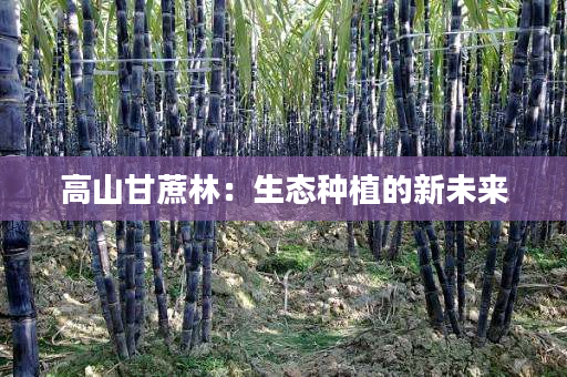 高山甘蔗林：生态种植的新未来
