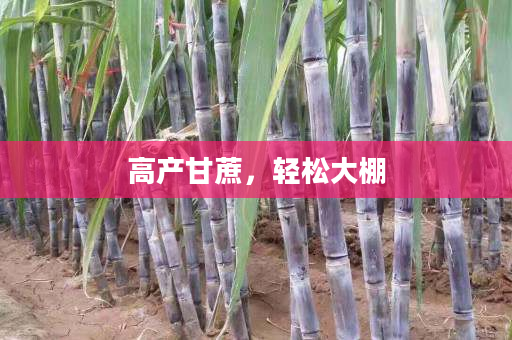 高产甘蔗,轻松大棚 高产甘蔗,轻松大棚