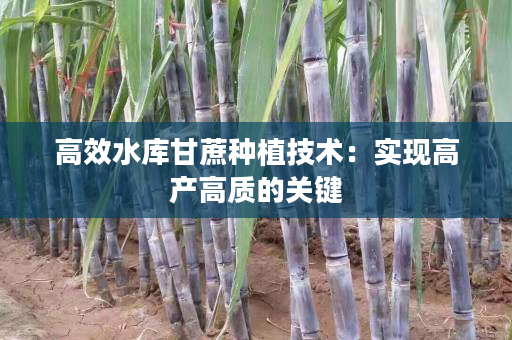 高效水库甘蔗种植技术:实现高产高质的关键 高效水库甘蔗种植技术:实现高产高质的关键