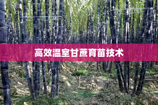 高效温室甘蔗育苗技术 高效温室甘蔗育苗技术