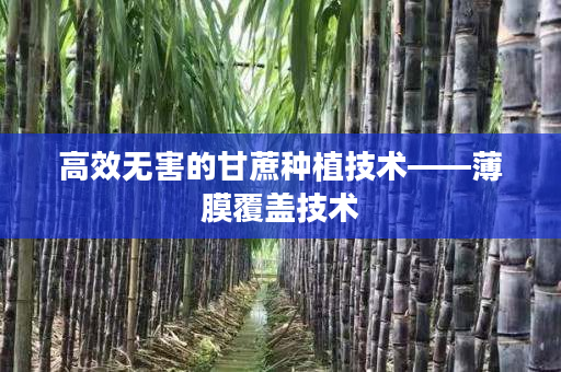 高效无害的甘蔗种植技术——薄膜覆盖技术 高效无害的甘蔗种植技术——薄膜覆盖技术