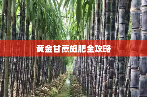 黄金甘蔗施肥全攻略