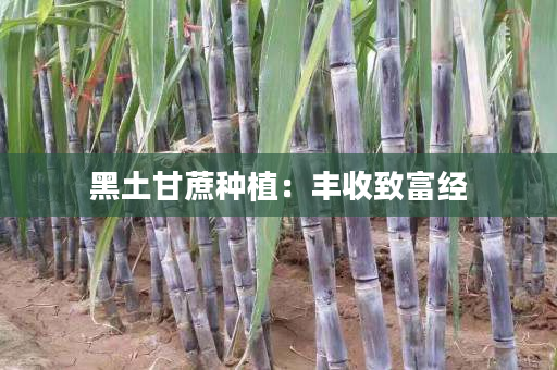 黑土甘蔗种植：丰收致富经