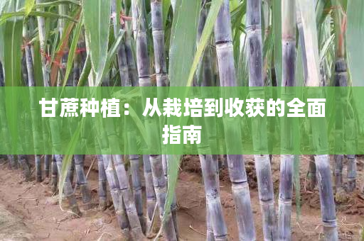 甘蔗种植:从栽培到收获的全面指南 甘蔗种植:从栽培到收获的全面指南