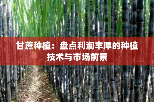 甘蔗种植:盘点利润丰厚的种植技术与市场前景 甘蔗种植:盘点利润丰厚的种植技术与市场前景