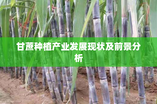 甘蔗种植产业发展现状及前景分析