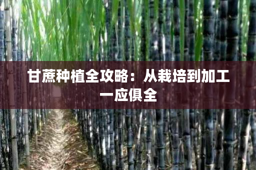 甘蔗种植全攻略：从栽培到加工一应俱全