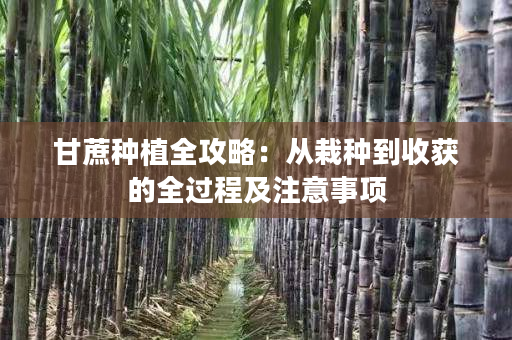 甘蔗种植全攻略:从栽种到收获的全过程及注意事项 甘蔗种植全攻略:从栽种到收获的全过程及注意事项